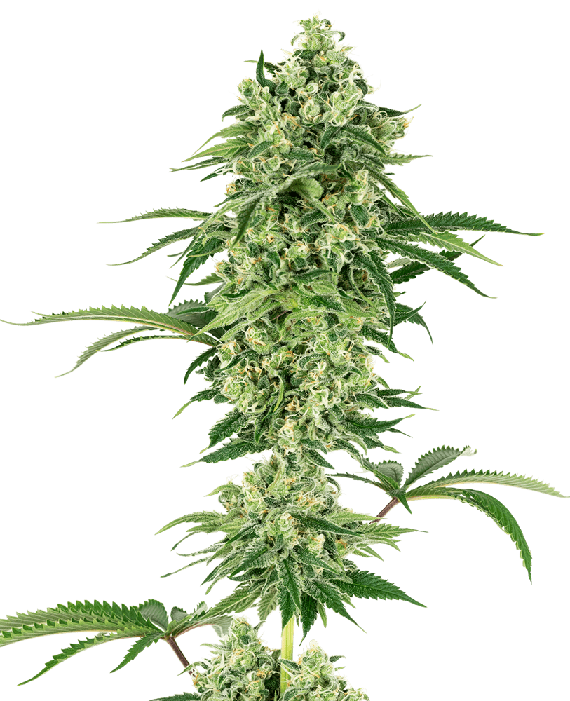 Semillas feminizadas de Nicole Hindu Kush