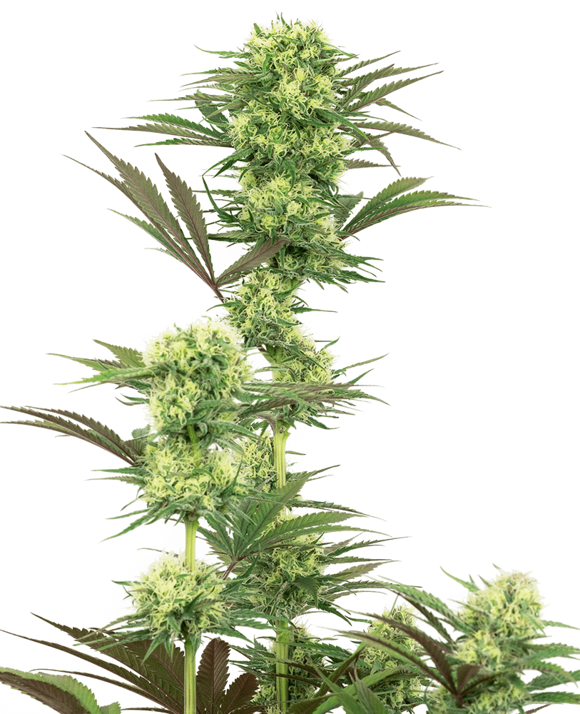 Guava Jelly Feminised Seeds
