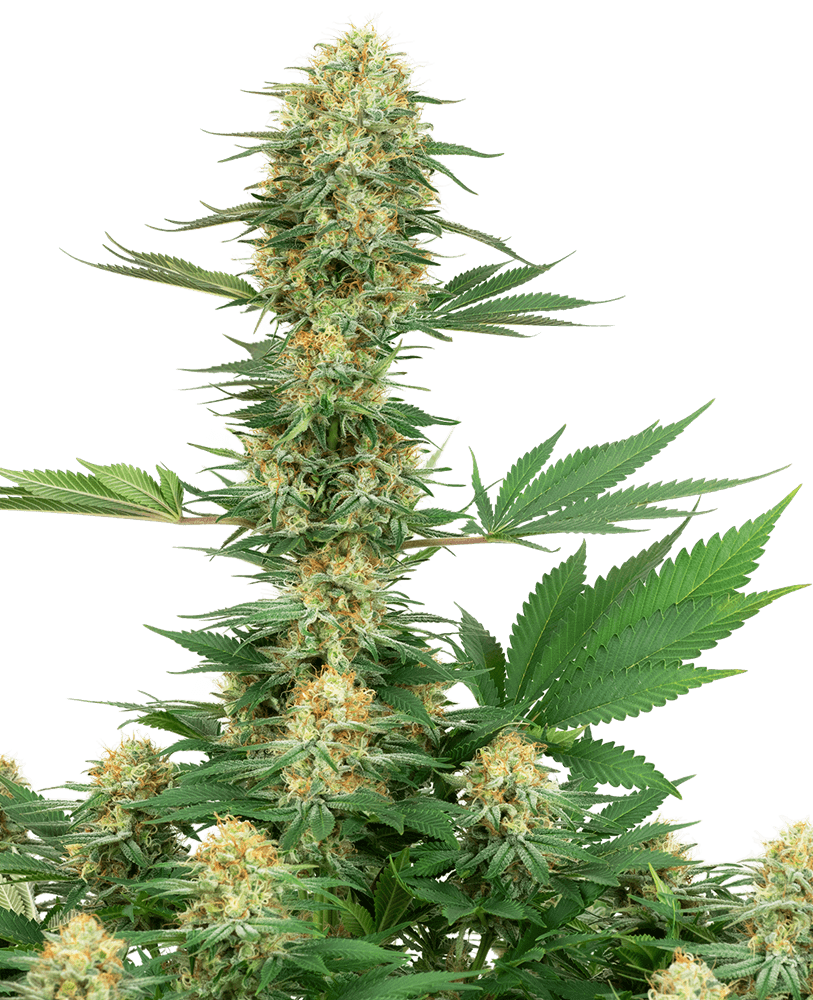 Semillas feminizadas Gelato #420