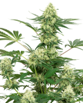 Wedding Cheesecake Feminised Seeds