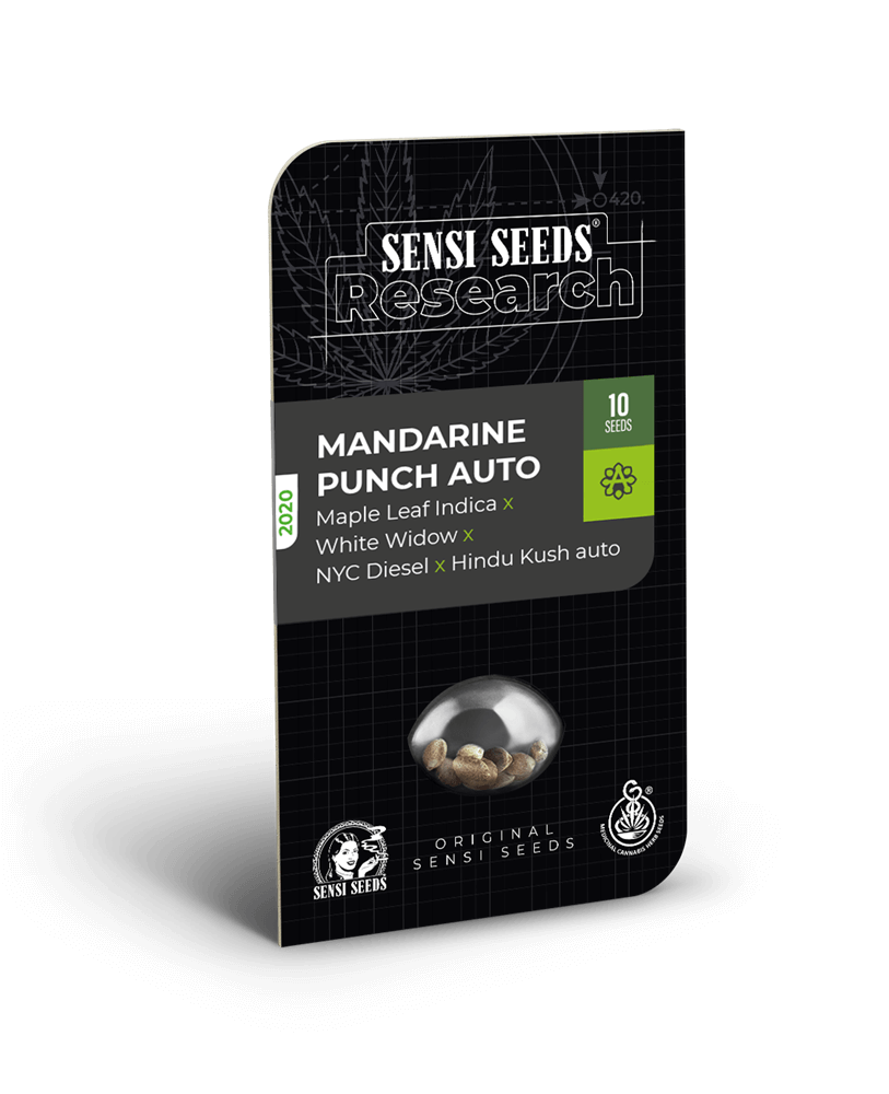 Semillas feminizadas de Mandarin Punch Auto
