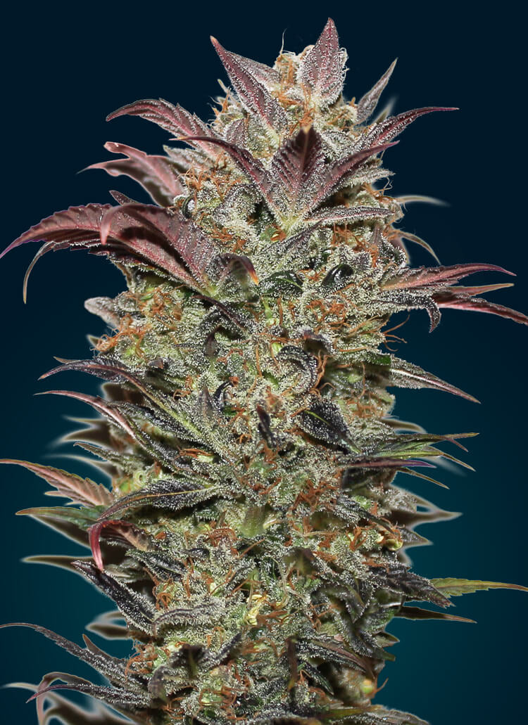 Schokoladencreme Auto-Feminisierte Samen