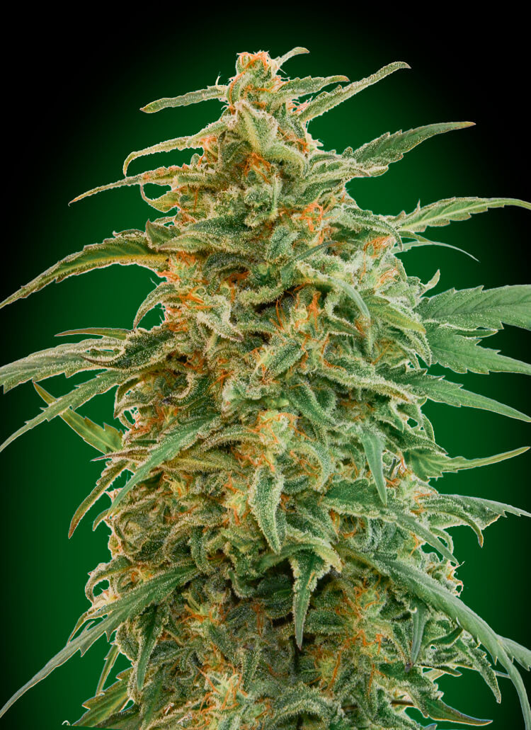 Semillas feminizadas de Gorilla Auto