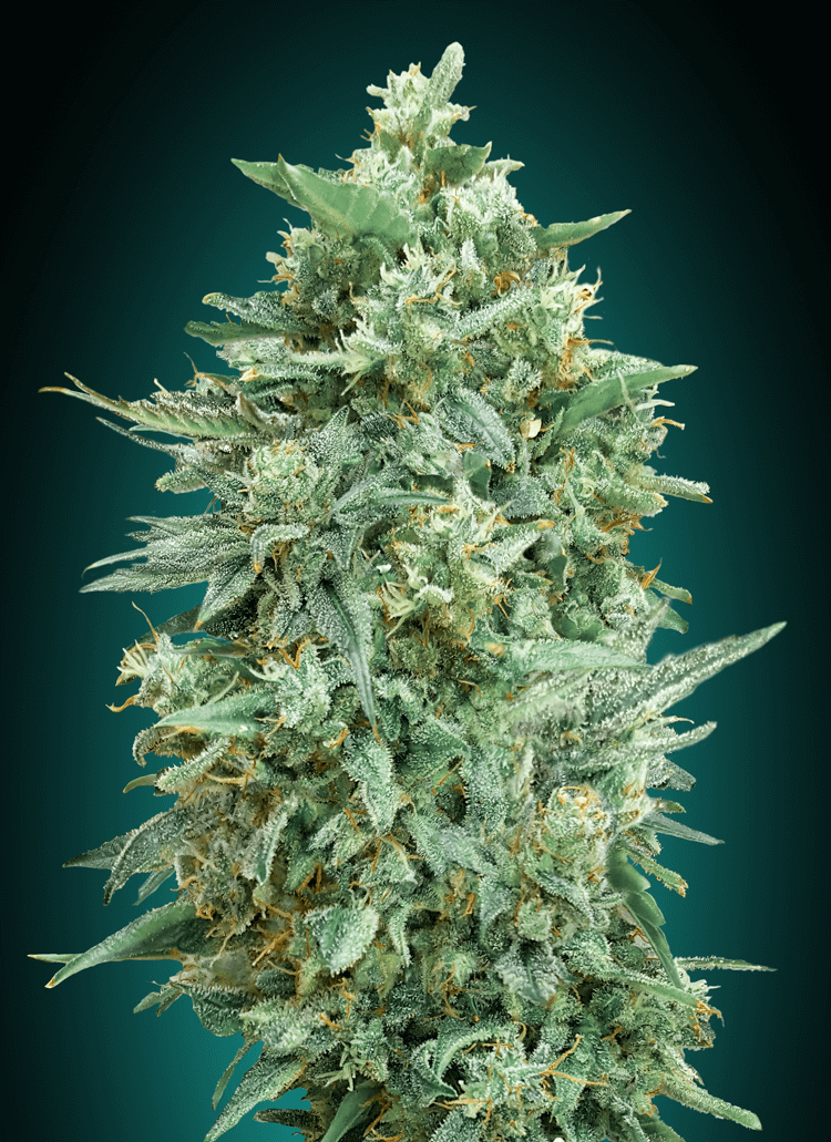 Semillas feminizadas Northern Lights XXL Auto