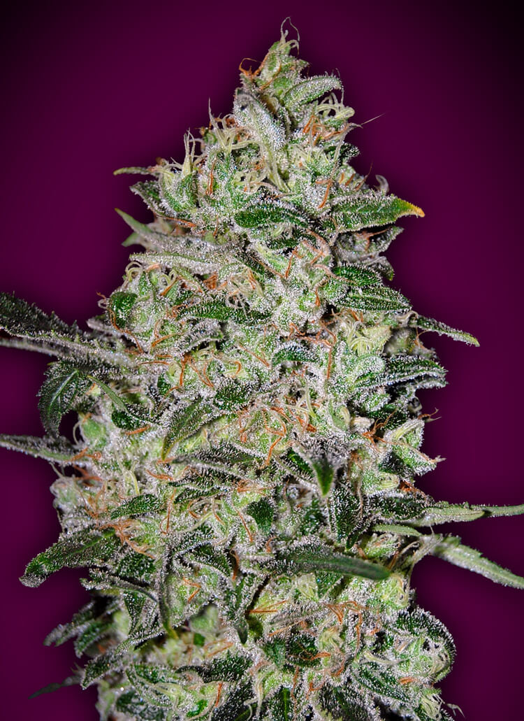 Bubble Gum FAST Feminised Seeds