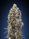 00 Kush feminisierte Samen