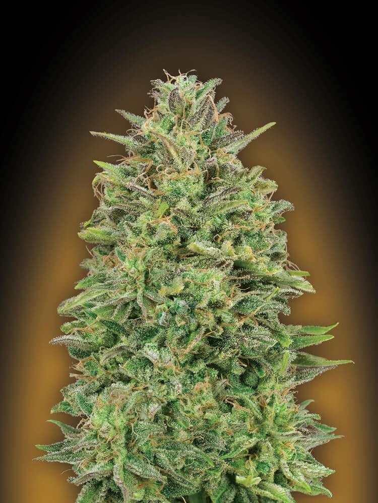 Semillas feminizadas 00 Skunk