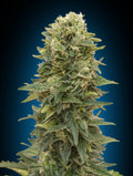 Semillas feminizadas de Afghan Mass Auto