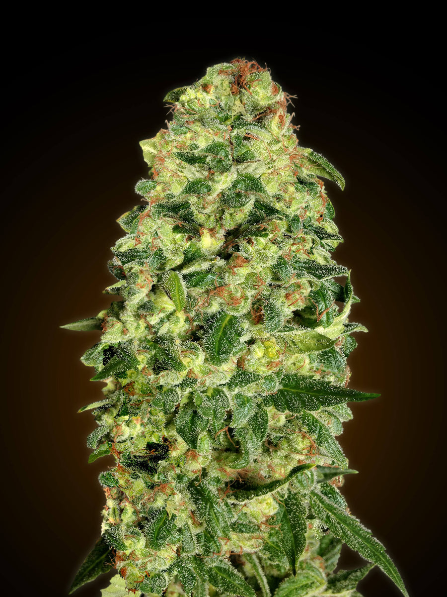 California Kush Auto Feminisierte Samen