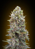 Cheese Berry Auto Feminised Seeds