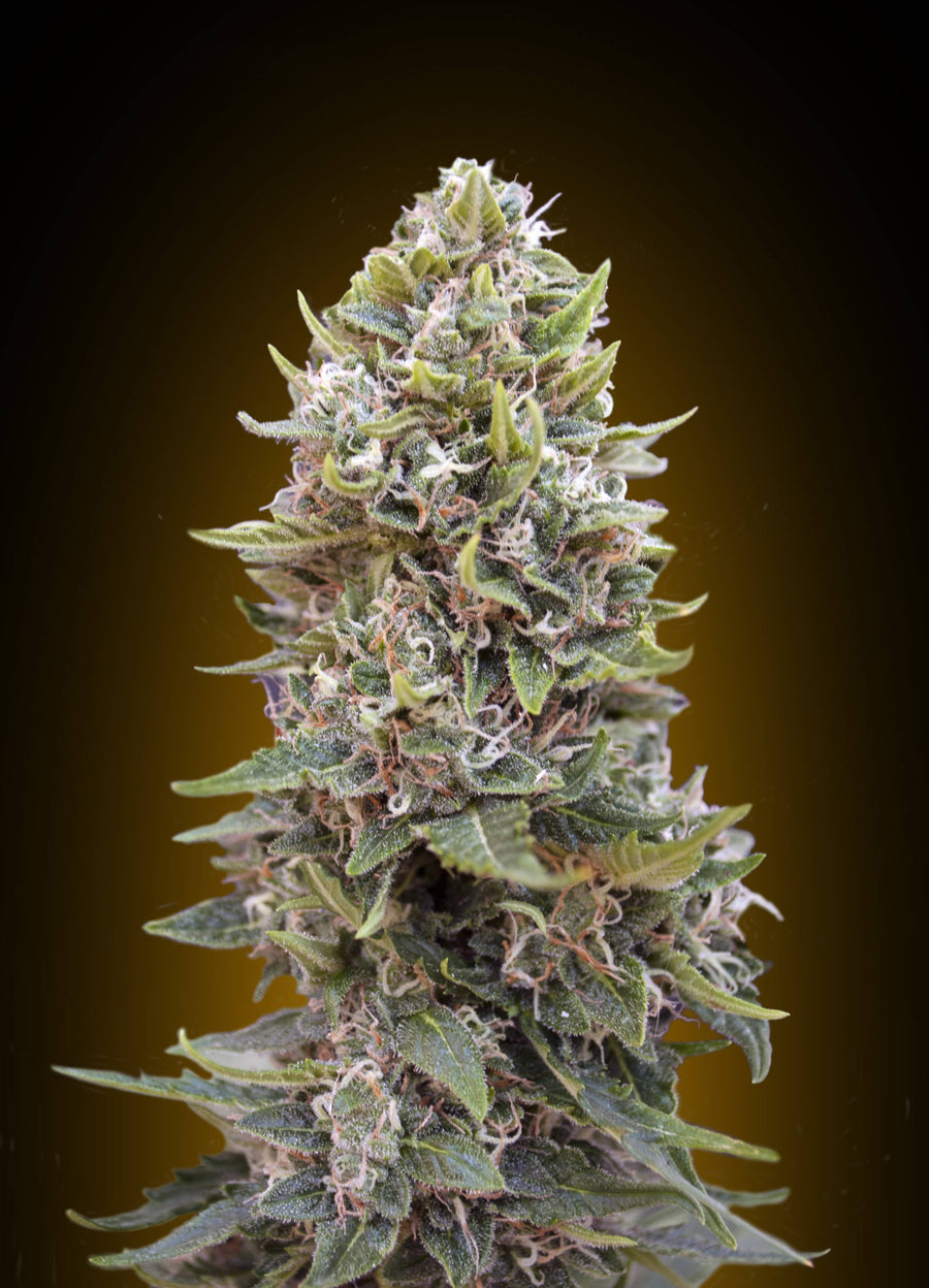 Cheese Berry Auto Feminisierte Samen
