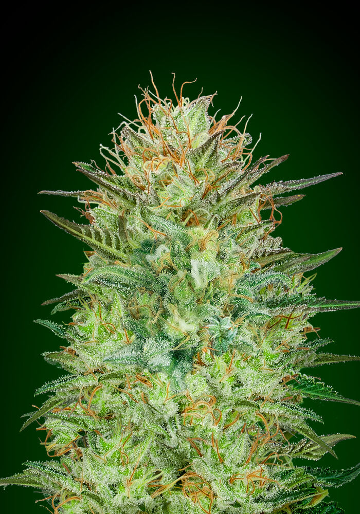 Semillas feminizadas Sweet Critical Auto
