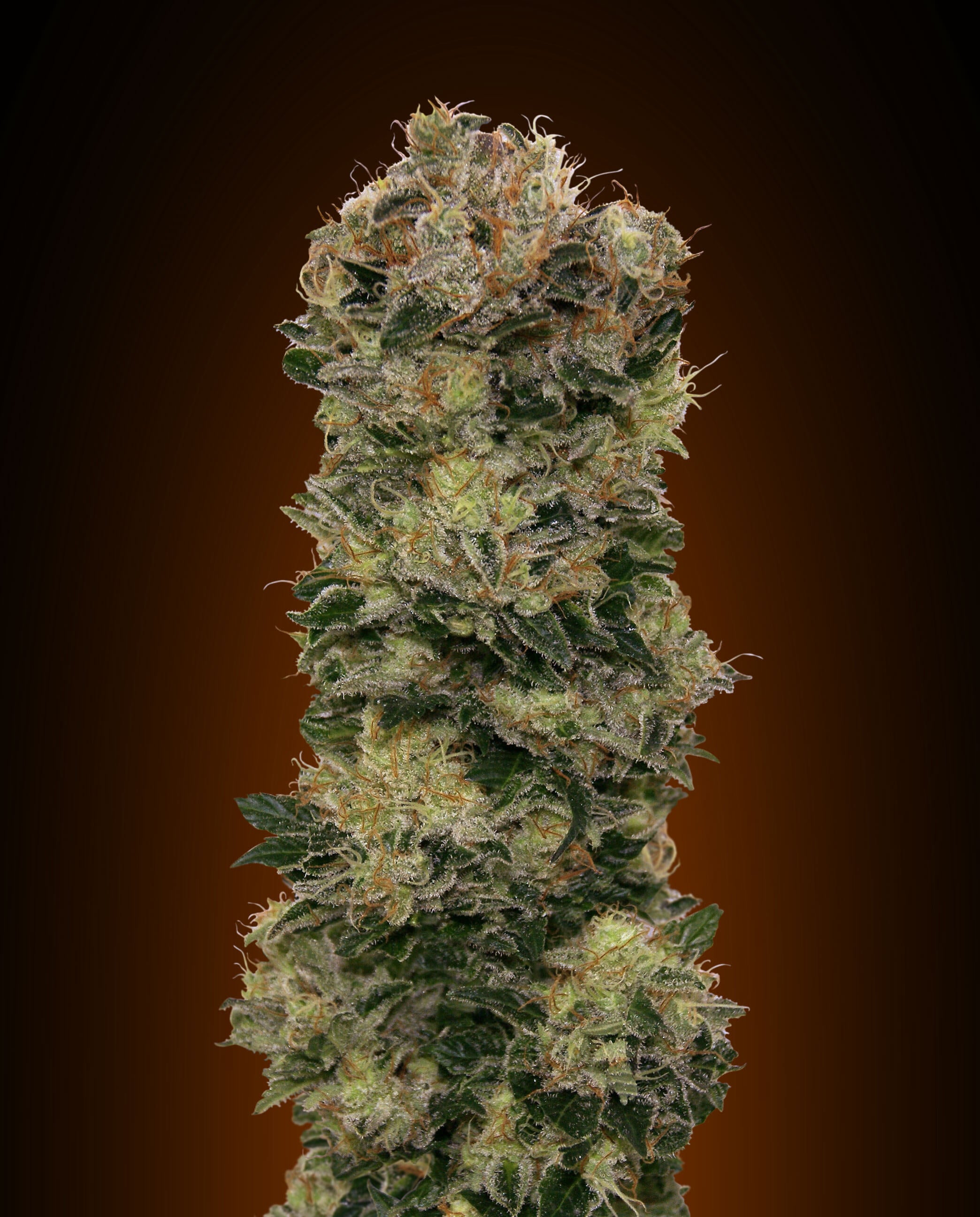 Semillas feminizadas de Sweet Soma Auto