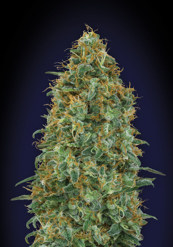 Semillas feminizadas de Blueberry