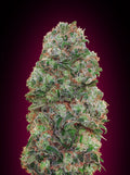 Bubble Gum Feminisierte Samen