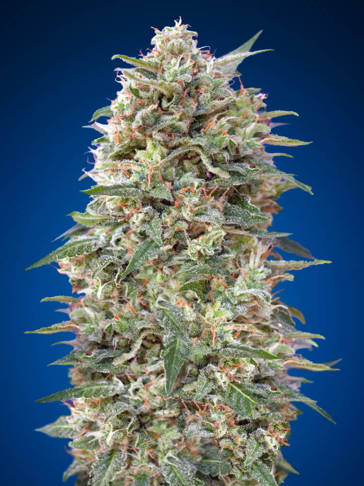 Semillas feminizadas de California Kush