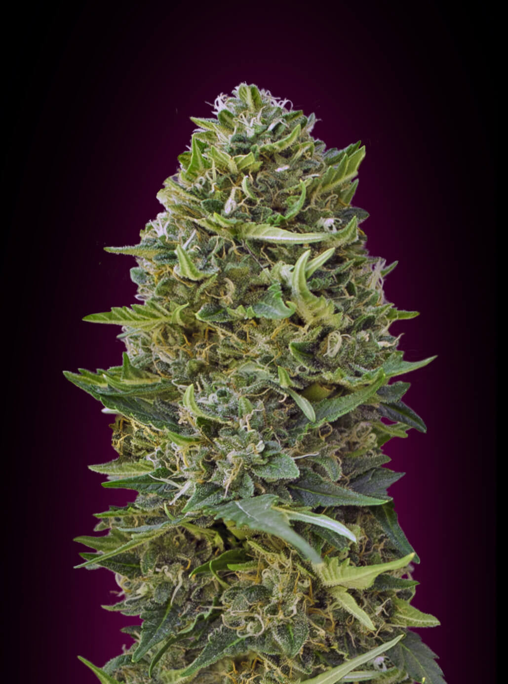 Semillas feminizadas de Caramel Kush