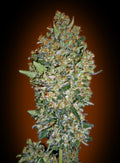 Semillas feminizadas de Cheese Berry