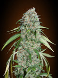 Semillas feminizadas de Chocolate Skunk CBD