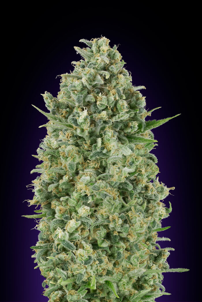 Critical Poison Feminised Seeds