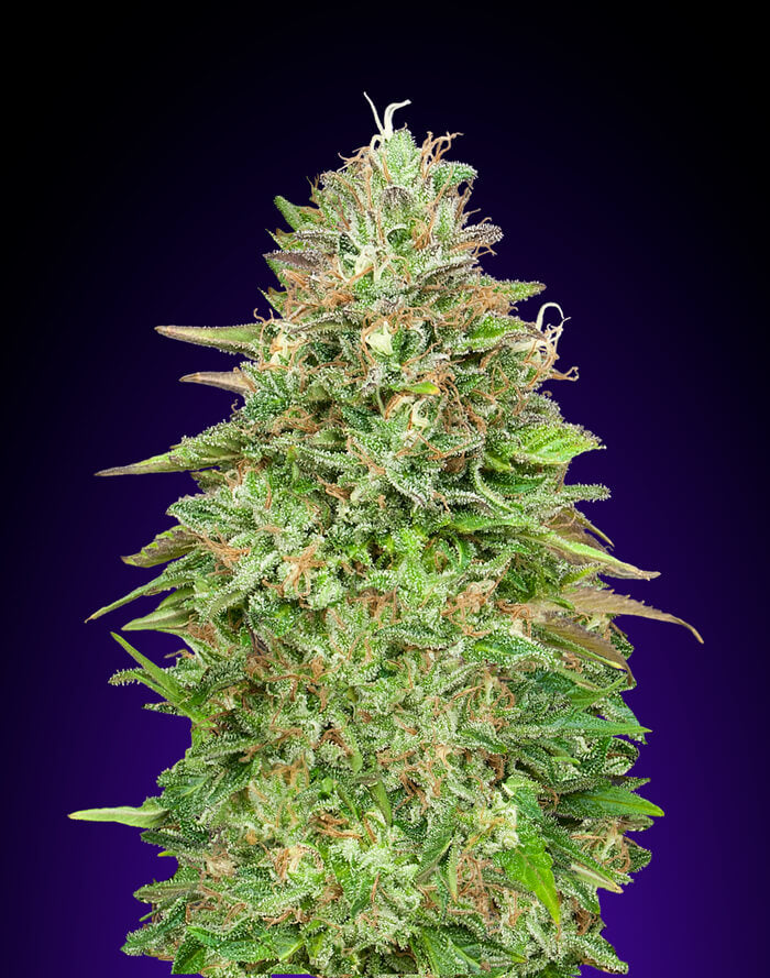 Critical Poison FAST Feminised Seeds
