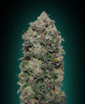 Semillas feminizadas de Northern Lights