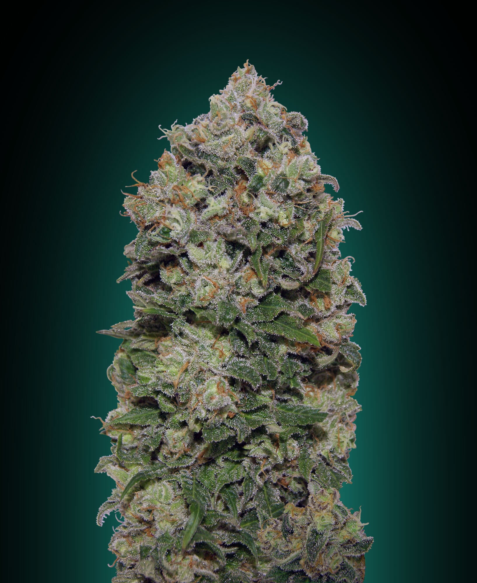 Semillas feminizadas de Northern Lights