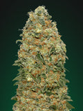 Semillas feminizadas de White Widow