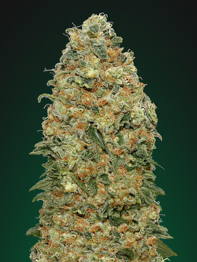 Semillas feminizadas de White Widow