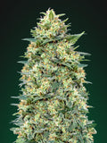White Widow Auto Feminised Seeds
