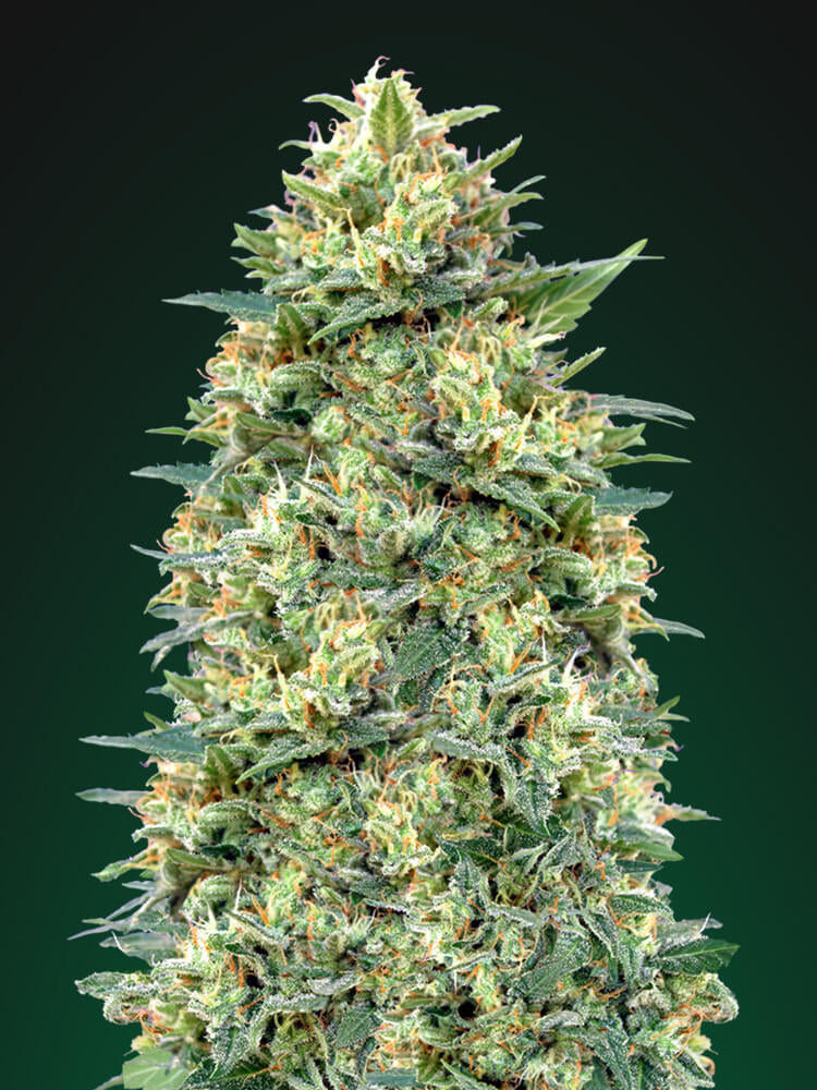 Semillas feminizadas de White Widow Auto