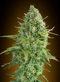 Do-Si-Dos Cookies Auto Feminisierte Samen