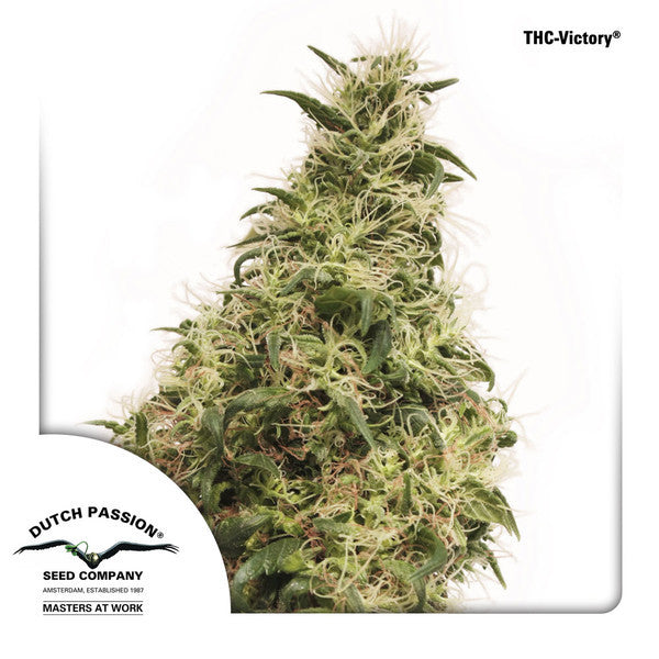 Semillas feminizadas THC-Victory