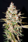 Gelato Feminised Seeds