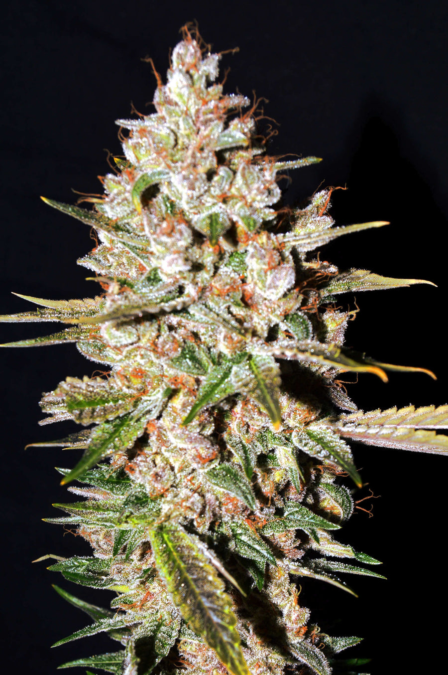Gelato Feminised Seeds