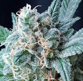 GG4 Auto Feminisierte Samen