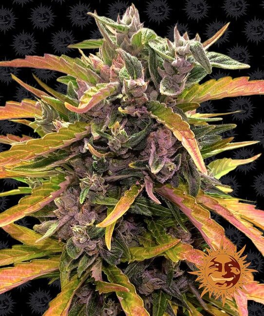 Gorilla Glue Auto Feminisierte Samen