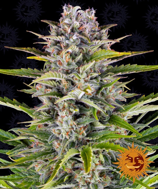 Semillas feminizadas de Gorilla Zkittlez Auto