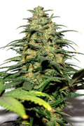 Semillas feminizadas Big Bud