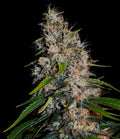 Zkittlez Auto Feminisierte Samen