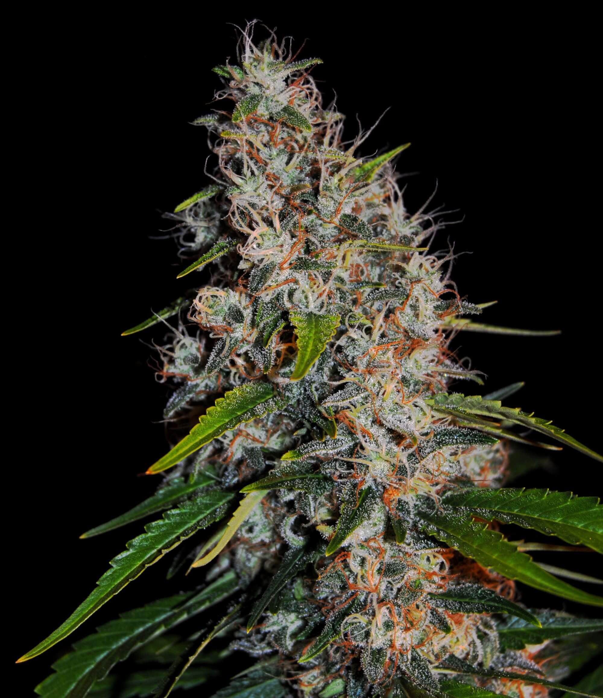 Semillas feminizadas de Zkittlez Auto