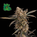 Semillas feminizadas Green Crack Auto