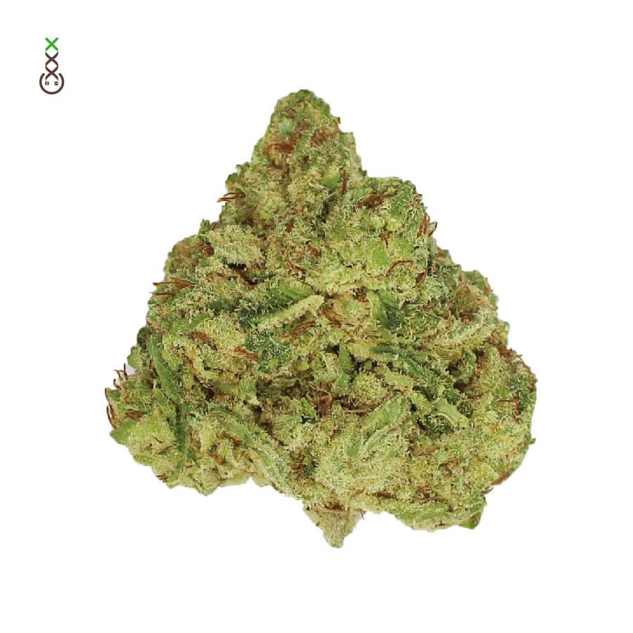 Skywalker Saga Feminised Seeds