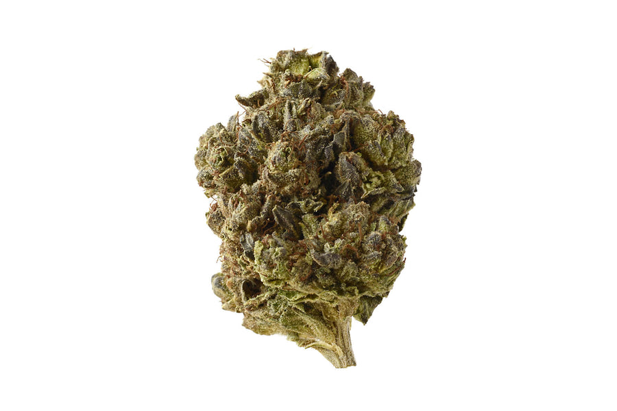 Double Blue Feminised Seeds