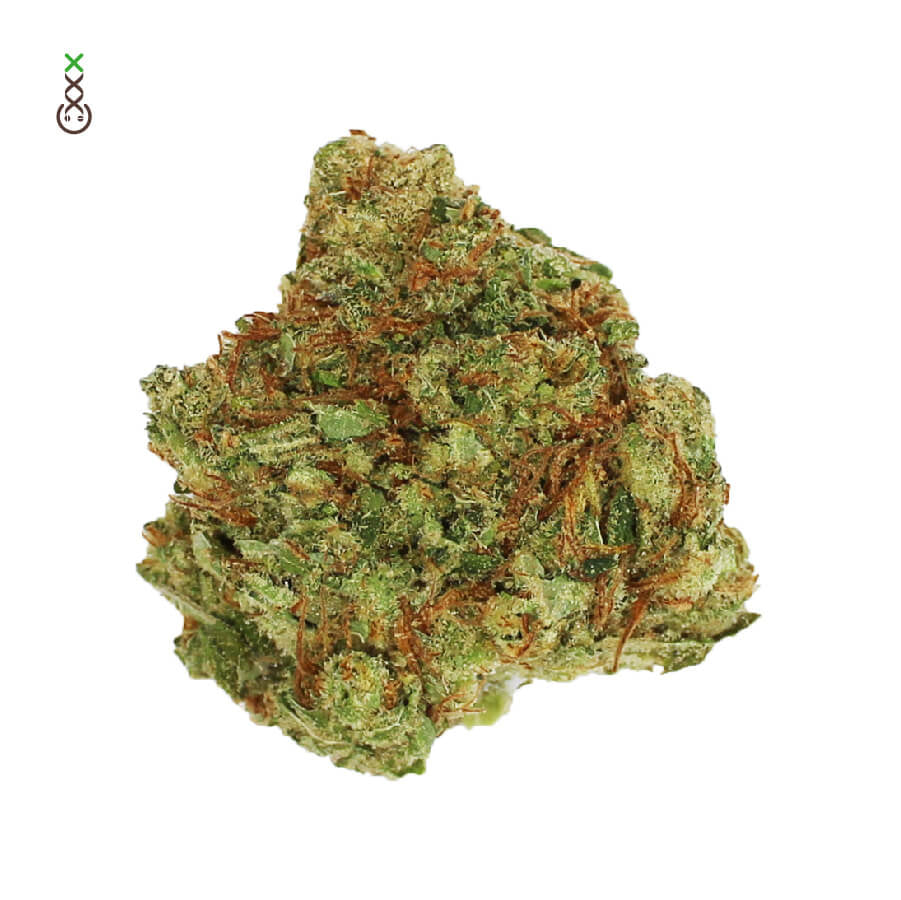 Semillas feminizadas de Blue Monkey CBD