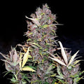 Semillas feminizadas Purple Ryder Auto