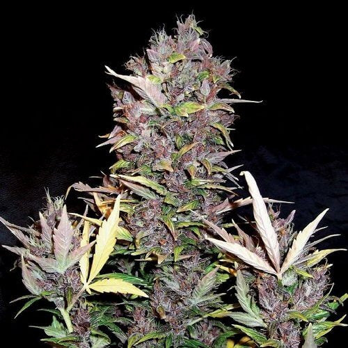 Semillas feminizadas Purple Ryder Auto