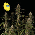 Semillas feminizadas Larry Lemon OG Auto
