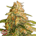 Semillas feminizadas de Tropic Punch