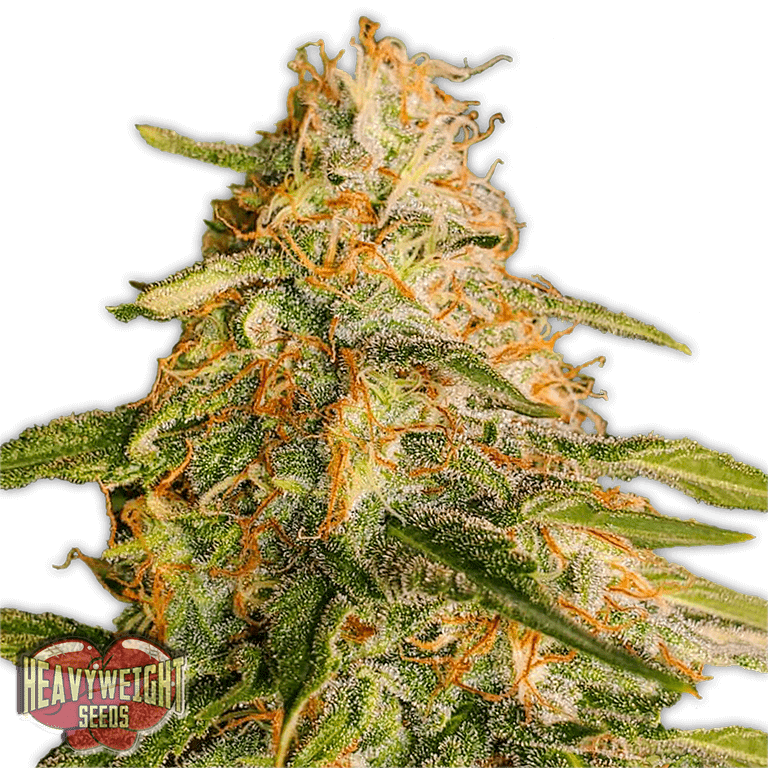 Semillas feminizadas de Tropic Punch